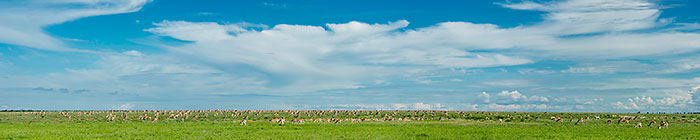 springboks