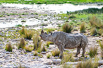 black rhino