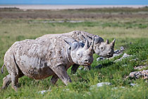 black rhinos