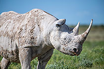 black rhino