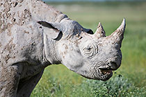 black rhino