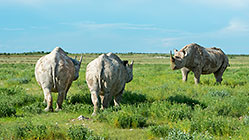 black rhinos