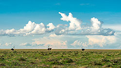 ostriches