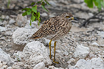 spotted thick-knee