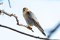 red-necked falcon