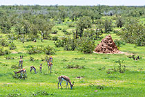 springboks
