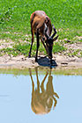 red hartebeest