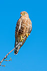 greater kestrel