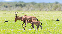 red hartebeests