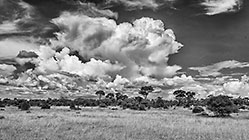 green bushes under clouds