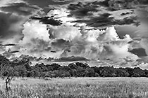 green bushes under clouds