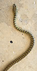 bush snake