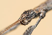 stick insect head
