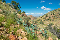 palm plant on mountain