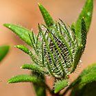plant bud