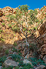 tree growing on cliff