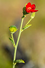 red flower