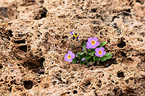 lobelia plant & flowers on rock