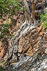 tree growing on cliff