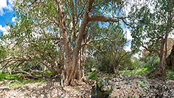 trees in gorge of Waterkloof trail