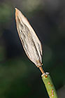 dry leaf on top of stem