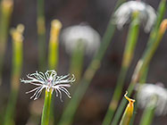 iris flower