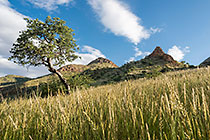 tree & grass on hill along Waterkloof trail