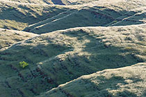 hills covered with grass