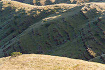 hills covered with grass
