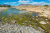 algae & pebbles in river