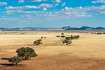 camelthorn tress in plain covered with dry grass