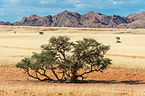 camelthorn tress in plain covered with dry grass