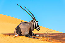 oryx laying on sand dune
