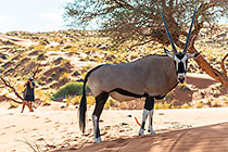 oryx on sand dune | Chanan taking picture