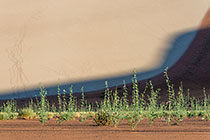 plants with flowers growing on sand dune slope