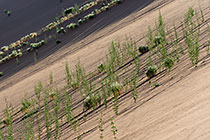 plants with flowers growing on sand dune slope