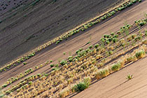 lines of grass growing on sand dune slope