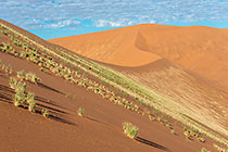 lines of grass growing on sand dune slope