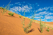 plants with flowers growing on sand dune slope