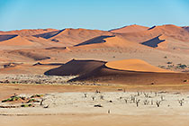 dead trees on crusted dry pan & sand dunes