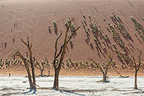 dead camelthorn trees on crusted dry pan in front of sand dune slope