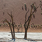 dead camelthorn trees on crusted dry pan in front of sand dune slope