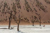lady taking pictures between dead camelthorn trees on crusted dry pan in front of sand dune slope