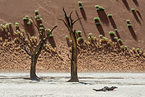 dead camelthorn trees on crusted dry pan in front of sand dune slope