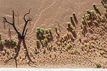 dead camelthorn trees on crusted dry pan in front of sand dune slope