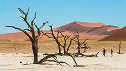 people walking between dead camelthorn trees on crusted dry pan