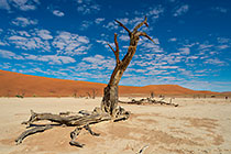 people walking between dead camelthorn trees on crusted dry pan