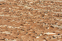 cracked mud covered with sand