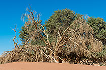 camelthorn trees
