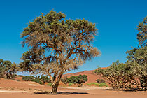 camelthorn trees